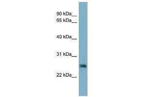 Image no. 1 for anti-Neurotrophin 4 (NTF4) (N-Term) antibody (ABIN634790)