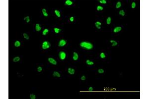 Image no. 4 for anti-Vacuolar Protein-Sorting-Associated Protein 25 (VPS25) (AA 1-176) antibody (ABIN566560)