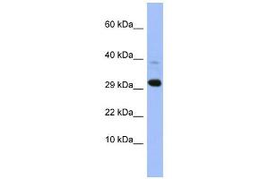 Image no. 1 for anti-Mitochondrial Ribosomal Protein L47 (MRPL47) (Middle Region) antibody (ABIN633887)