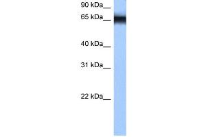 Image no. 1 for anti-Heterogeneous Nuclear Ribonucleoprotein M (HNRNPM) (N-Term) antibody (ABIN2778962)