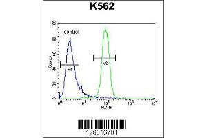Image no. 2 for anti-Kelch Repeat and BTB (POZ) Domain Containing 5 (KBTBD5) (AA 349-377) antibody (ABIN654387)