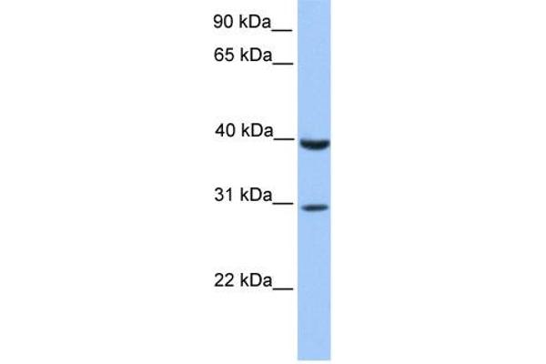 JAZF1 Antikörper  (C-Term)