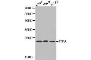 Western blot analysis of extracts of various cell lines, using ITPA antibody.