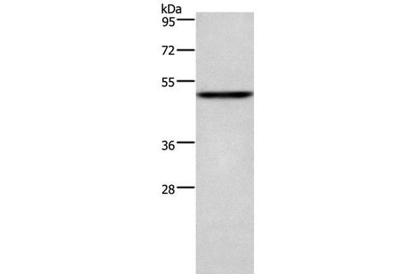 CKMT2 Antikörper