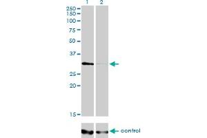 Image no. 2 for anti-Histone Deacetylase 7 (HDAC7) (AA 1-276) antibody (ABIN565634)