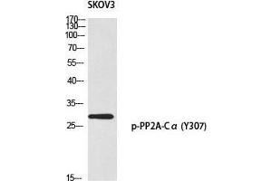 Image no. 2 for anti-Protein Phosphatase 2, Catalytic Subunit, alpha Isozyme (PPP2CA) (pTyr307) antibody (ABIN3182766)