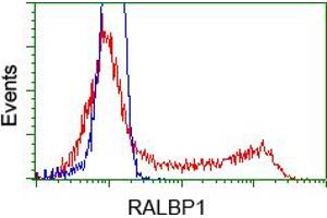 Image no. 9 for anti-RalA Binding Protein 1 (RALBP1) antibody (ABIN1500585)