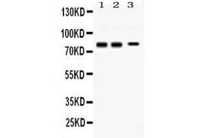 Image no. 2 for anti-Synapsin I (SYN1) (AA 662-705), (C-Term) antibody (ABIN4886734)