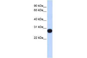 Image no. 1 for anti-Transcription Elongation Factor A (SII)-Like 4 (TCEAL4) (Middle Region) antibody (ABIN2784146)