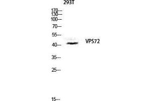 Image no. 1 for anti-Vacuolar Protein Sorting 72 Homolog (S. Cerevisiae) (VPS72) (Internal Region) antibody (ABIN3187484)