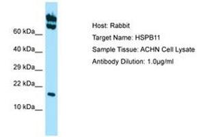 Image no. 1 for anti-Heat Shock Protein Family B (Small), Member 11 (HSPB11) (AA 59-108) antibody (ABIN6749884)