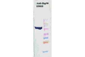 Image no. 1 for anti-Heat Shock Protein 90 (HSP90) antibody (Alkaline Phosphatase (AP)) (ABIN2481350)