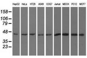 Image no. 2 for anti-U2AF Homology Motif (UHM) Kinase 1 (UHMK1) antibody (ABIN1501672)