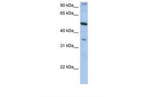 Image no. 1 for anti-Plexin Domain Containing 1 (PLXDC1) (AA 74-123) antibody (ABIN6749741)