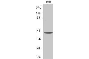 Image no. 1 for anti-G Protein-Coupled Receptor 34 (GPR34) (Internal Region) antibody (ABIN3184894)