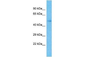 Image no. 1 for anti-Zinc Finger Protein 57 Homolog (ZFP57) (N-Term) antibody (ABIN2779784)