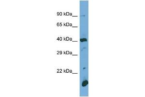 Image no. 1 for anti-Protein O-Glucosyltransferase 1 (POGLUT1) (N-Term) antibody (ABIN2784452)