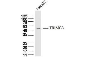 Image no. 1 for anti-Tripartite Motif Containing 68 (TRIM68) (AA 201-300) antibody (ABIN5675646)