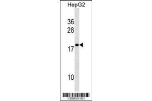Image no. 1 for anti-Histone Linker H1 Domain, Spermatid-Specific 1 (HILS1) (AA 46-72), (N-Term) antibody (ABIN1539400)