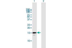RGS21 antibody  (AA 1-152)