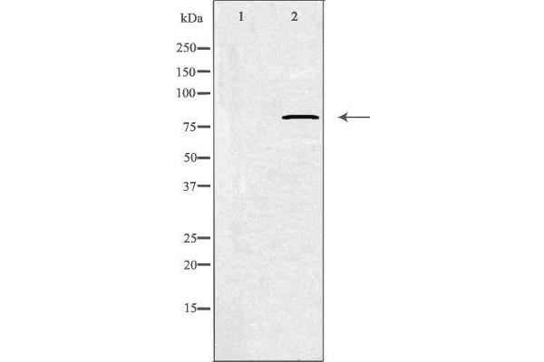 anti-Calpain 11 (CAPN11) (Internal Region) antibody