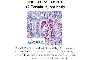 Image no. 1 for anti-Formyl Peptide Receptor 2 (FPR2) (C-Term) antibody (ABIN1734457)