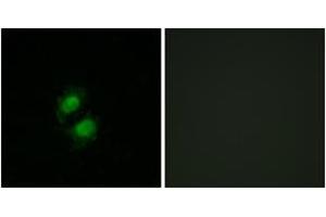 Image no. 1 for anti-Zinc Finger with KRAB and SCAN Domains 5 (ZKSCAN5) (AA 291-340) antibody (ABIN2889822)