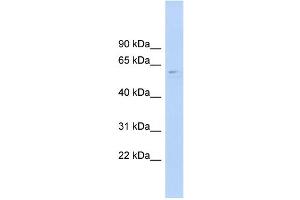 CLK4 antibody  (N-Term)
