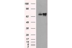 Image no. 2 for anti-Heat Shock 70kDa Protein 1A (HSPA1A) antibody (ABIN2722570)
