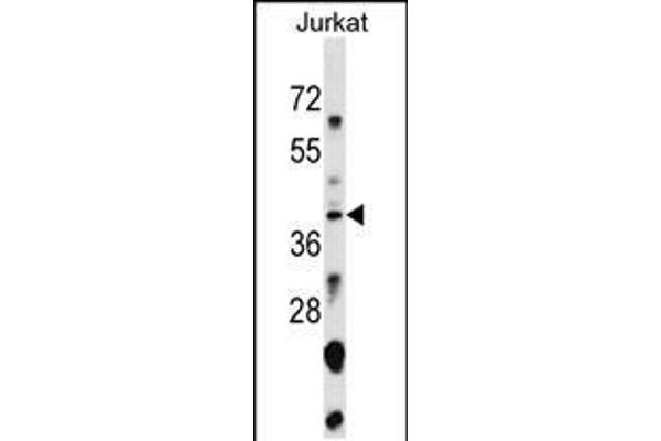 SNAPC1 antibody  (AA 139-168)