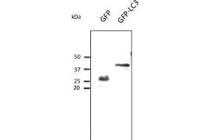 GFP anticorps