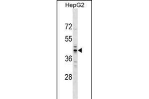 RG9MTD2 Antibody (Center) (ABIN1538046 and ABIN2849375) western blot analysis in HepG2 cell line lysates (35 μg/lane).