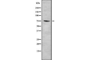 PDE10A antibody  (N-Term)