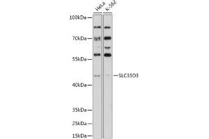 SLC35D3 抗体  (AA 310-390)