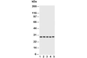 Image no. 4 for anti-Caspase 14, Apoptosis-Related Cysteine Peptidase (CASP14) (AA 223-242) antibody (ABIN3030293)