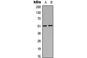 Image no. 2 for anti-MAP Kinase Interacting serine/threonine Kinase 1 (MKNK1) (Center) antibody (ABIN2972543)