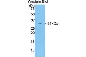 Image no. 1 for anti-Low Density Lipoprotein Receptor-Related Protein Associated Protein 1 (LRPAP1) (AA 90-342) antibody (ABIN1859711)