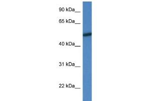 Image no. 2 for anti-Mitogen-Activated Protein Kinase 10 (MAPK10) (N-Term) antibody (ABIN2787361)