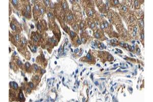 Image no. 2 for anti-Armadillo Repeat Containing, X-Linked 3 (ARMCX3) (N-Term) antibody (ABIN6260044)