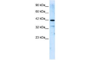 Image no. 1 for anti-Zinc Finger and SCAN Domain Containing 31 (ZSCAN31) (Middle Region) antibody (ABIN2775021)
