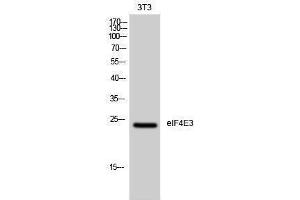Image no. 1 for anti-Eukaryotic Translation Initiation Factor 4E Family Member 3 (EIF4E3) (Internal Region) antibody (ABIN3184448)