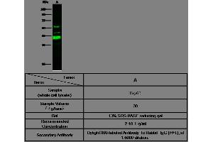 Image no. 1 for anti-Inhibitor of Growth Family, Member 5 (ING5) (AA 36-84) antibody (ABIN2000031)