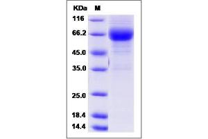 Image no. 1 for Lymphotoxin beta Receptor (TNFR Superfamily, Member 3) (LTBR) (AA 1-218) protein (Fc Tag) (ABIN2009255)