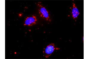 Image no. 7 for anti-Nemo-Like Kinase (NLK) (AA 416-515) antibody (ABIN526866)