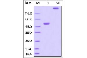 Image no. 3 for Tumor Necrosis Factor (Ligand) Superfamily, Member 13b (TNFSF13B) (AA 134-285) (Active) protein (AVI tag,Fc Tag,Biotin) (ABIN3137675)