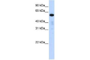 Image no. 1 for anti-Family with Sequence Similarity 98, Member A (FAM98A) (Middle Region) antibody (ABIN2786116)