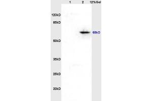 Image no. 3 for anti-Paxillin (PXN) (pTyr118) antibody (ABIN745043)