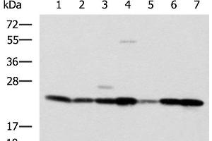 Western blot analysis of SKOV3 Hela cell Mouse liver tissue Mouse heart tissue Human placenta tissue HepG2 cell Human heart tissue lysates using ATP5O Polyclonal Antibody at dilution of 1:1250