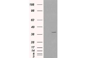 Image no. 1 for anti-Vacuolar Protein Sorting-Associated Protein 26A (VPS26A) (C-Term) antibody (ABIN185172)