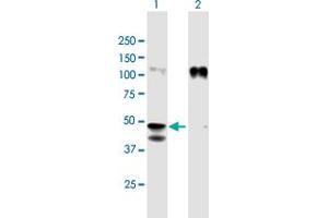 Western Blot analysis of GPA33 expression in transfected 293T cell line by GPA33 MaxPab polyclonal antibody.